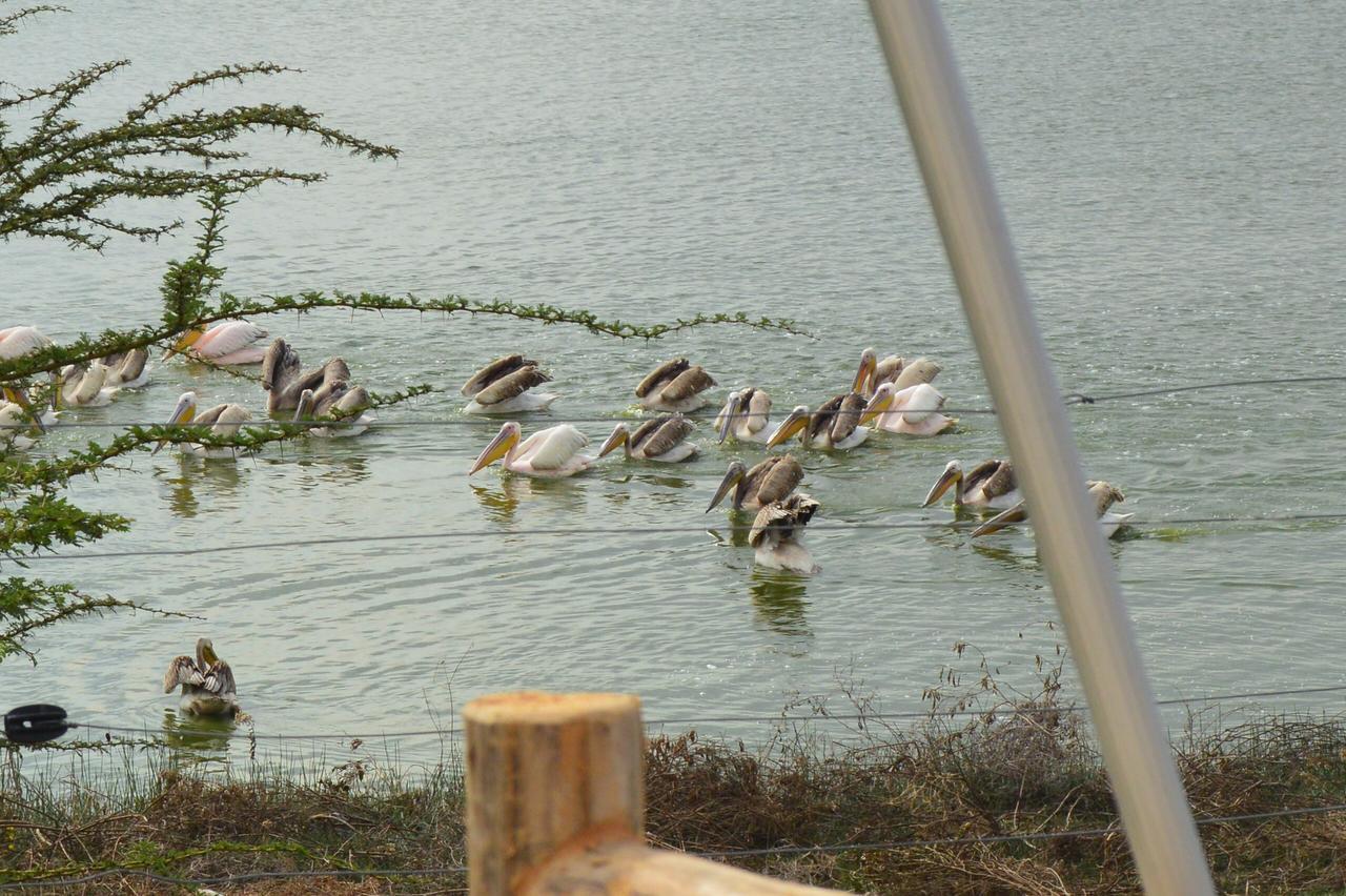 Sirville Lake Elementaita Lodge Gilgil Eksteriør billede