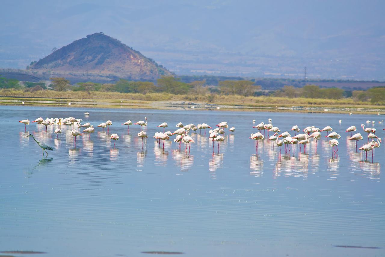 Sirville Lake Elementaita Lodge Gilgil Eksteriør billede